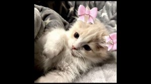 :3всем привет я сестра Эмили_тока:3