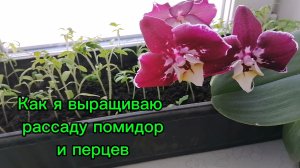 Моя рассада помидоров  и перцев. Как вырастила. Прошел месяц.