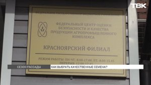 Как выбрать качественные семена для рассады?