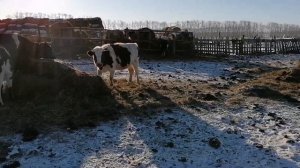 Индоутки больше 70 / Мускусные утки зимой на улице / Наши коровки и телята