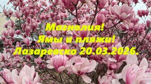 Магнолия! Парковки! Пляжи и море! Лазаревское 20.03.2026.