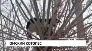 Спасли собаку