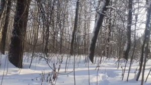 похищенный для леса ЧАСТЬ 38