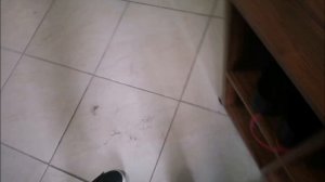 petal_20260316_143752.mp4