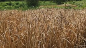 Ферма в горах Японии: 200 урожайных грядок без перекопки