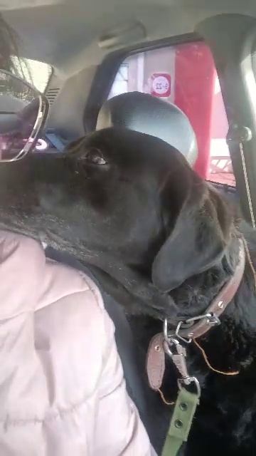 С собакой поехали)