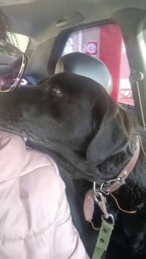 С собакой поехали)