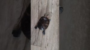 мои питомцы