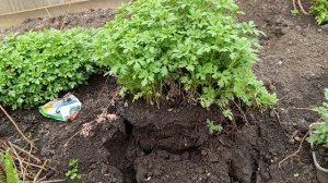 Выкапываю хризантемы с теплицы