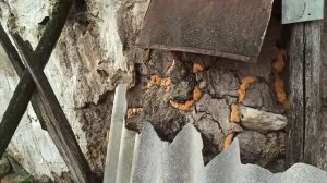 9 декабря 2023г.Мой дом.Латаю оставшиеся щели в доме)