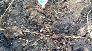 20.03.26 обзор томатов в теплице