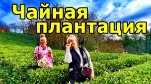 МАЦЕСТА-ЧАЙ. ПЕРВЫМ СТАЛ ВЫРАЩИВАТЬ ЧАЙ В СОЧИ ИУДА АНТОНОВИЧ КОШМАН в 1906 г. 24 НОЯБРЯ 2025. СОЧИ.