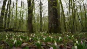 Весенний лес. Подснежники.