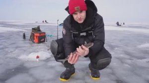 Весенняя рыбалка _ чехонь идёт на лёд! Отличный клёв и секреты