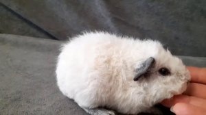 американский тедди белый, калифорния, ч.п., возраст 2 недели, питомник Zlato Vlaska