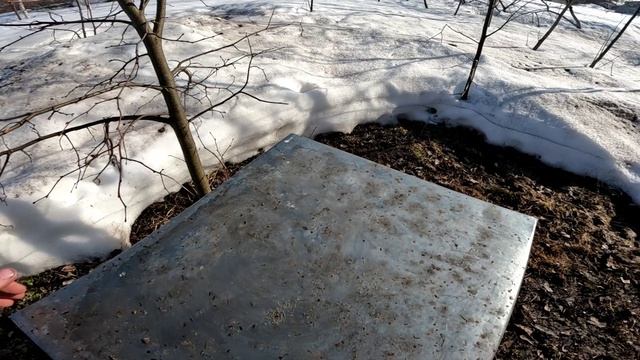 20 Марта. Смотрю как берут пыльцу с мёдом