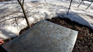 20 Марта. Смотрю как берут пыльцу с мёдом