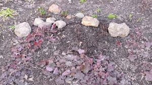 Весна Первые цветы у дома. Подснежники