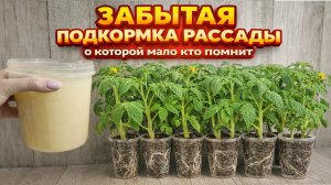 Забытая подкормка рассады, о которой мало кто помнит!