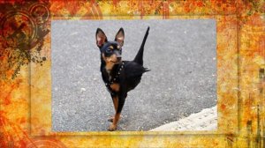 Мастера, фото-шопа и дом, на колёсах !