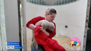 Спасли от ворон и принесли в нерпинарий. Новорожденный детеныш тюленя обживается рядом с людьми