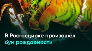В Росгосцирке произошёл бум рождаемости