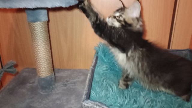 Драгоценная лига🐈⬛,Дарти шел Кун прайд 🔥🔥🔥Поли-кун 🐾