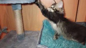 Драгоценная лига🐈⬛,Дарти шел Кун прайд 🔥🔥🔥Поли-кун 🐾