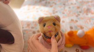 Есения показывает своих котов : Батон делает сальто😁