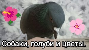 20-03-2026. Собаки, голуби и цветы.