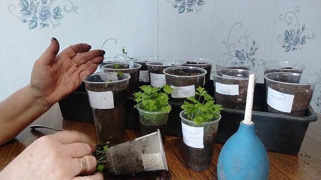 Садово-огородная сага. Сельдерей черешковый и корневой.