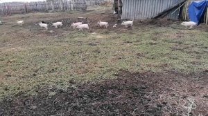 Кабанчик, свинки и поросята на воле