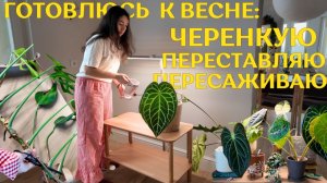 первые НОВИНКИ в коллекции | СУРОВО черенкую РАСТЕНИЯ | КРАСИВО оформляю ЗЕЛЁНУЮ зону и ЖДУ ВЕСНУ 🪴