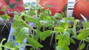 Моя рассада помидор , срочно хочет перевалки.