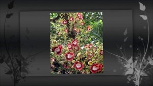 Необычные и удивительные деревья ! Селекция, овощей и фруктов !