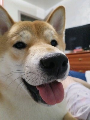 едем в шоко руа [фабрик шоколада]