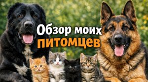 Алабай и немецкая овчарка | Обзор нашего участка