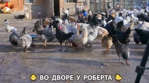 Содержание кур в домашних условиях и других птиц во дворе у Роберта 🐣🐤🦆🐔🪿🦃 (448)
