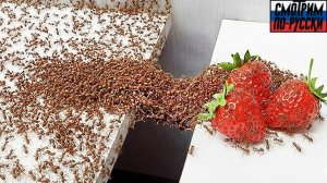 1000 муравьёв против препятствий! 🐜🔥