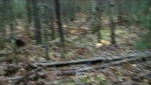 Всероссийские состязания, Санкт-Петербург, 2011 г.