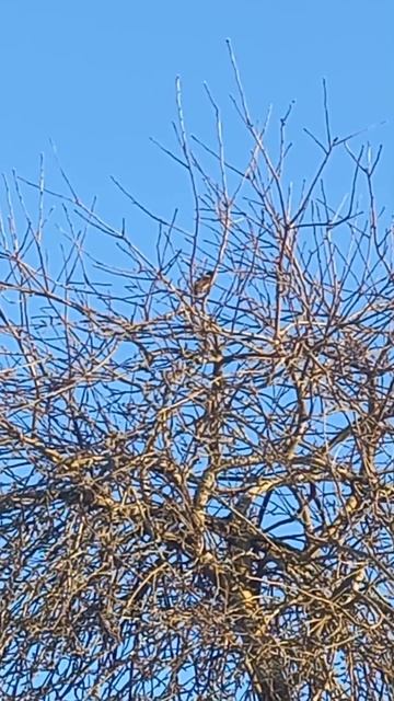 О чем поет скворец? Голоса птиц.