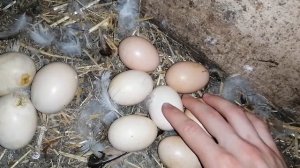 ИНДОУТЯТА! Вывод под молодой уточкой отличный / КВОЧКА тоже хорошо справилась