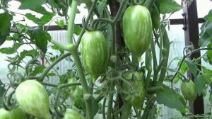 ПОСЕВЫ 2026-89. Томат Конфеты сладкие сосульки сею каждый год! №1120.