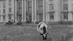 Сильней коровы зверя нет!