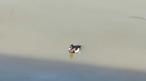 Хохлатая чернеть. Миниатюрные уточки. Утки. Март 2026