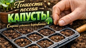 КАК ПОСЕЯТЬ КАПУСТУ БРОККОЛИ.