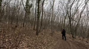 20.03.Абрикосы в цвету. Боевая ворона. Анапа.