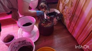 //173//. Жизнь в деревне.Сегодня пересаживал а фуксий.Вечером опять нажарила блины.