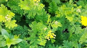 ЭТОТ ПОЛЕВОЙ ЦВЕТОК МОЖЕТ СПАСТИ ВАС! Пижма обыкновенная — правда, о которой молчат