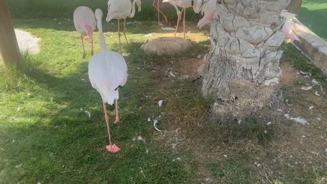 Контактный зоопарк Emirates Park Zoo & Resort в Абу-Даби. Декабрь 2025 года.